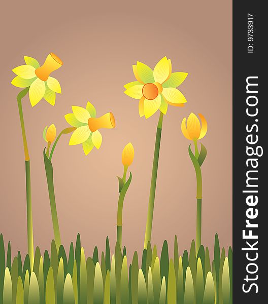 Daffodils in green grass