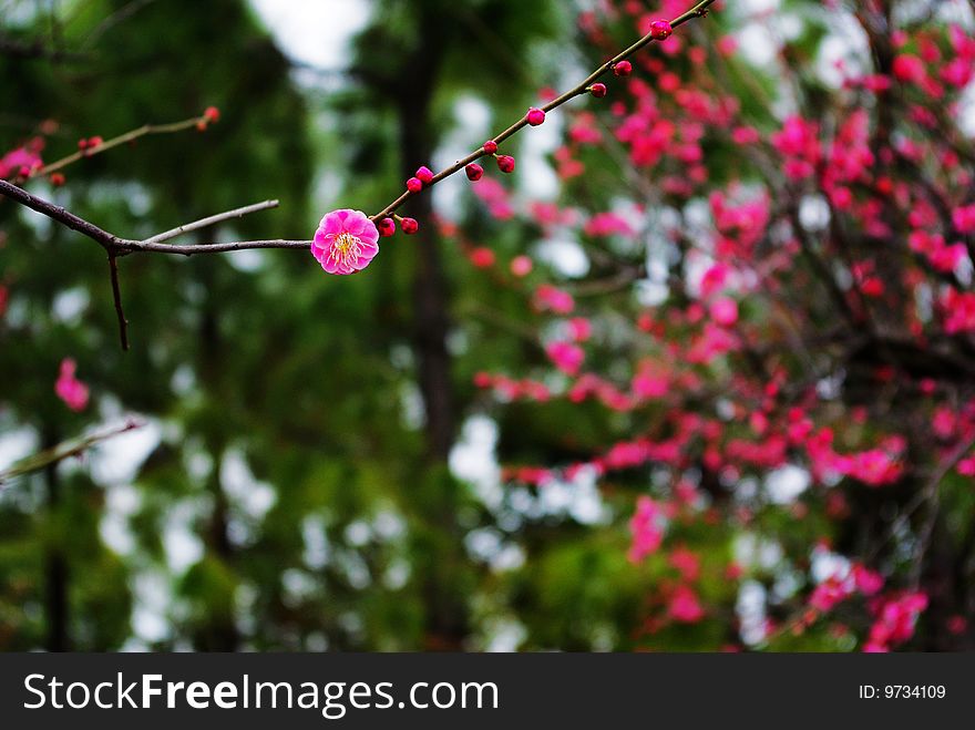 Red flowers on a plum wattles