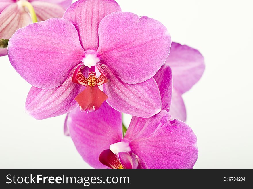 Pink flowers orchid on a white background