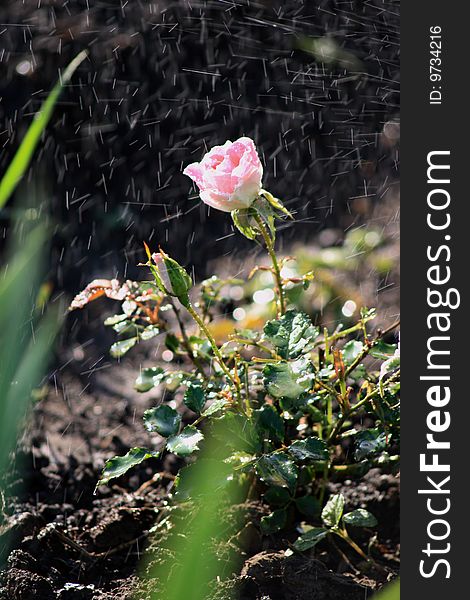 Rose in the dew drops on a bed in the garden in the time of watering