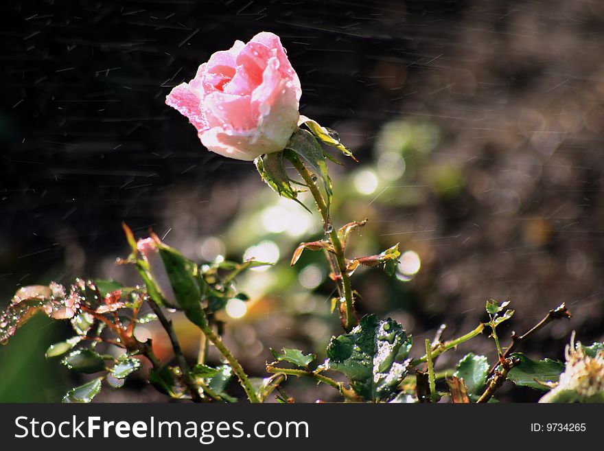 Rose In The Dew Drops
