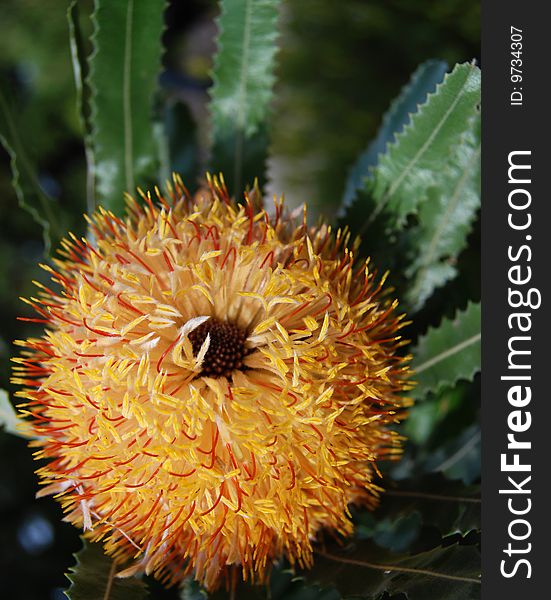 Banksia flower - Banksia littoralis, Swamp Banksia, Swamp Oak, Pungura or Western Swamp Banksia, is a tree found in Western Australia, important source of nectar for local birds