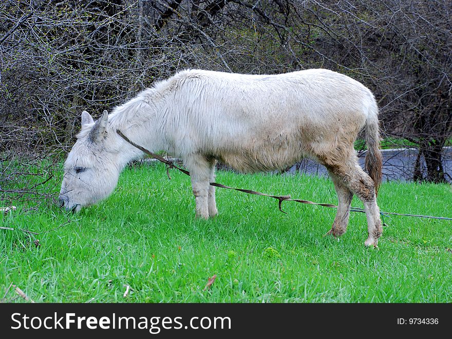 The white donkey eats a grass