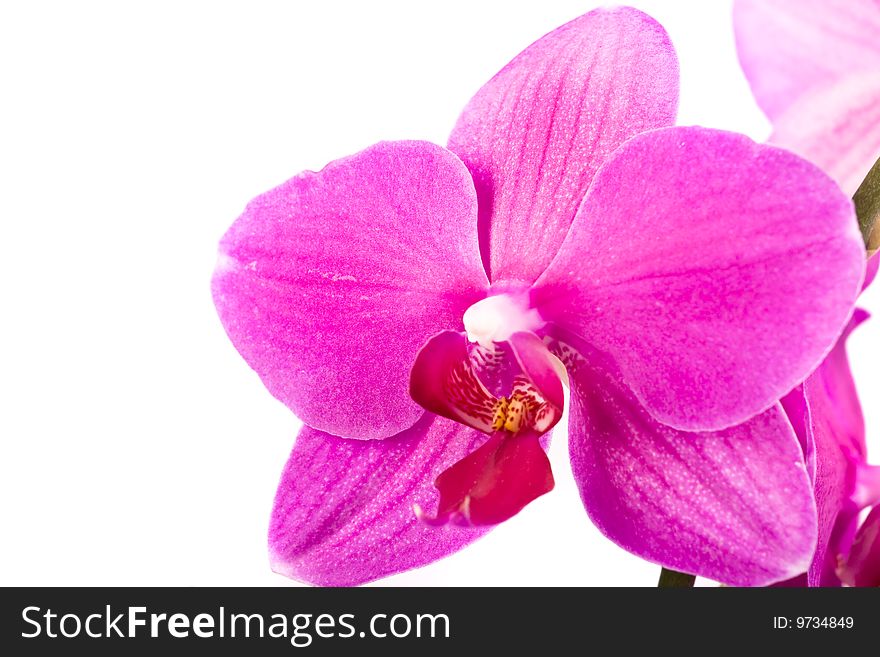 Pink flowers orchid on a white background