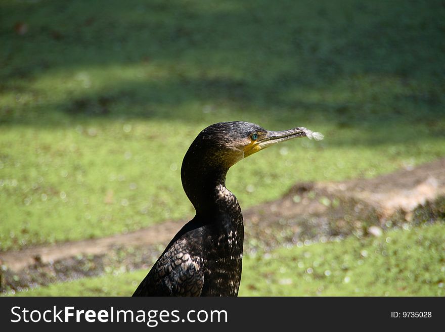 Cormorant