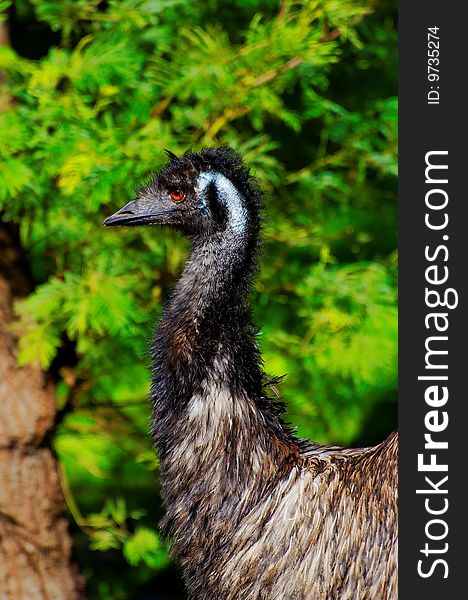 Side profile of a wild emu