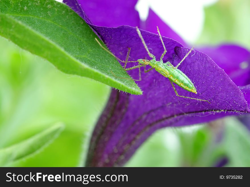 A young grasshopper crawling on a flower.