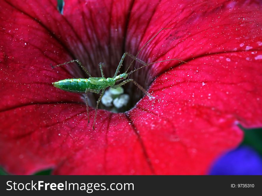 A young grasshopper crawling on a flower. A young grasshopper crawling on a flower.