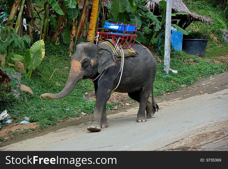 Asian elephant with a saddle