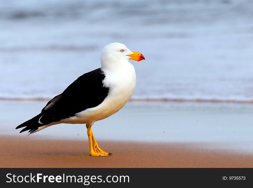 Wild giant seagull at a beach