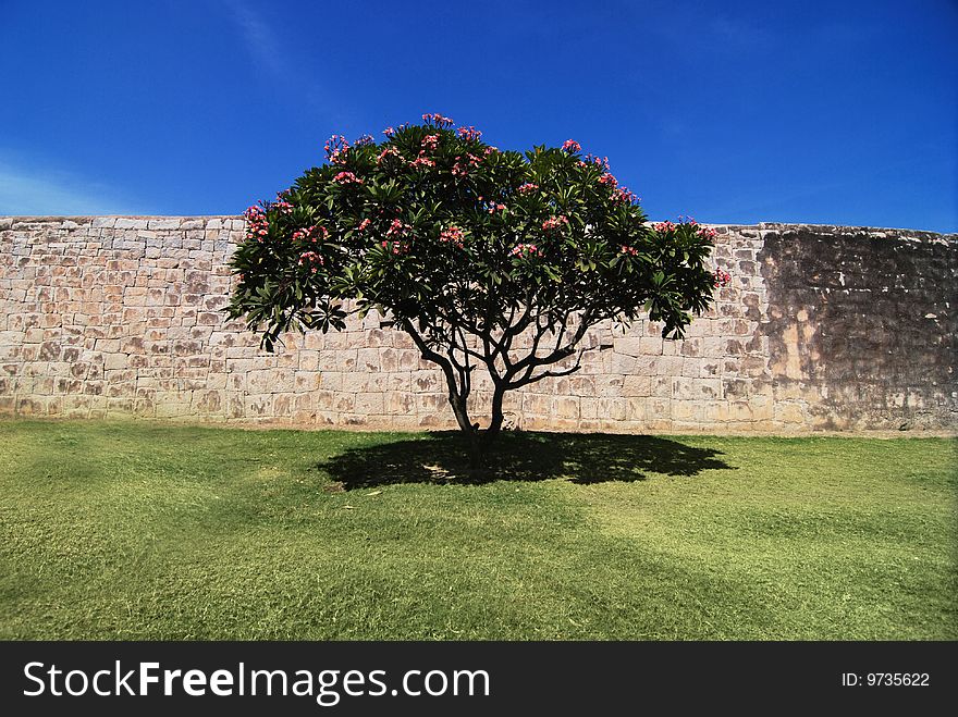 Blossoming tree in front of the wall