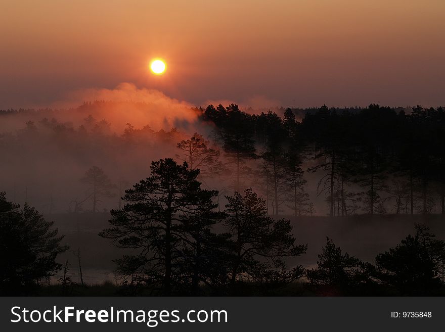 Misty Sunrise In Viru Bog