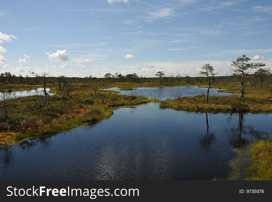 Hags in Kakerdaja Bog, Estonia, summer