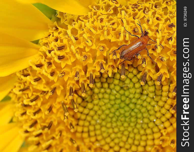 Beetle feeding on a sunflower