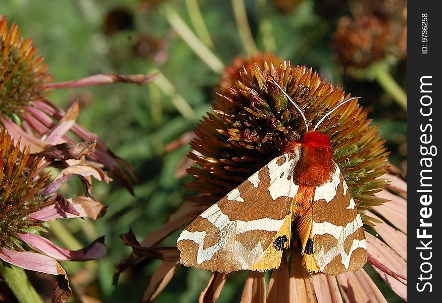 Moth feeding on echinacea flower