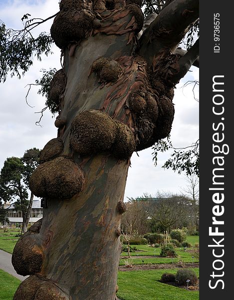 Tree with Warts is a picture of a tree trunk with some unusual growths attached to it