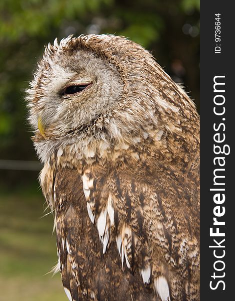 Magnificent Owl clearly showing eye and beak and beautiful feather details.