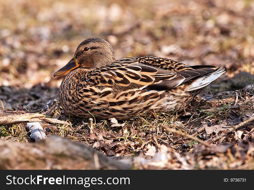 Mallard on ground with dry leaf