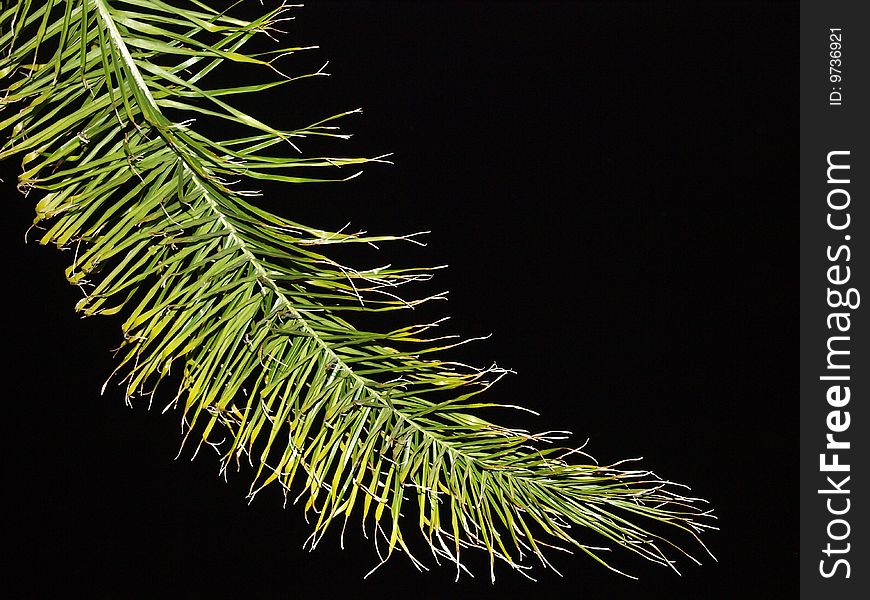 Palm frond isolated against black night sky