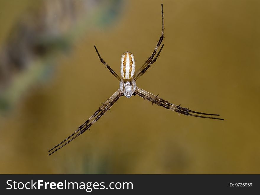 Spider with one missing leg