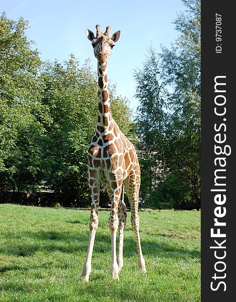 A baby giraffe stands tall.