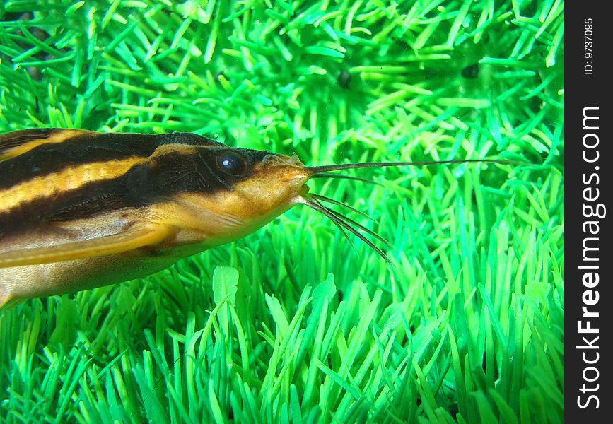 Catfish striped (Platidoras costatus) in aquarium