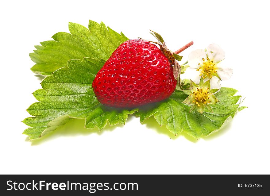 Strawberry and blossom isolated on white background