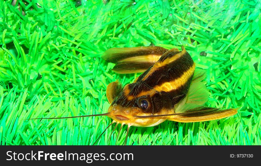 Catfish striped (Platidoras costatus) in aquarium