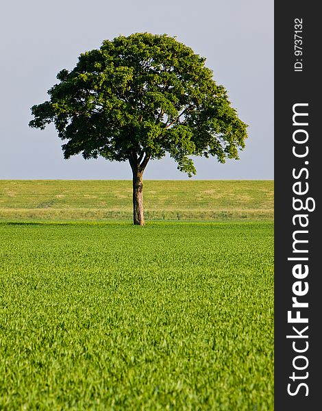 Countryside meadow and tree in the middle