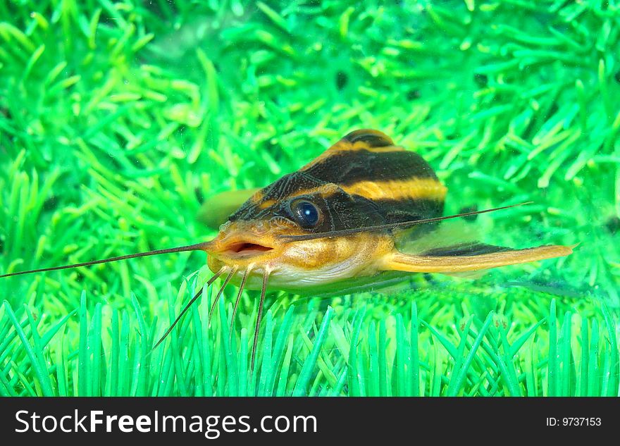 Catfish striped (Platidoras costatus) in aquarium