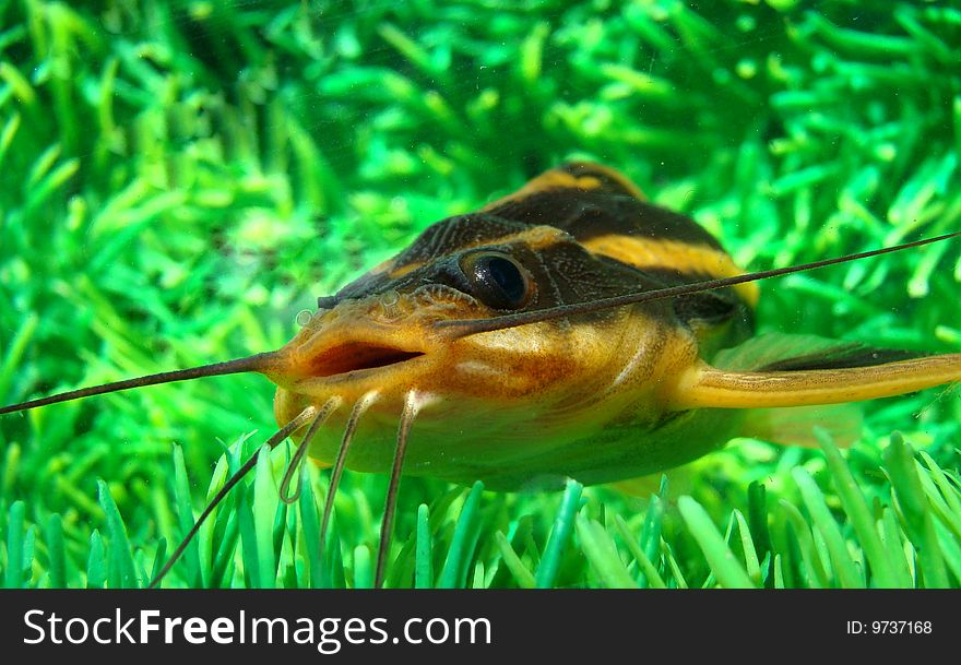 Catfish striped (Platidoras costatus) in aquarium