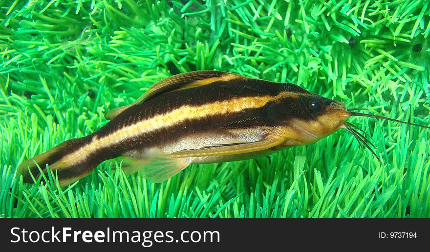 Catfish striped (Platidoras costatus) in aquarium