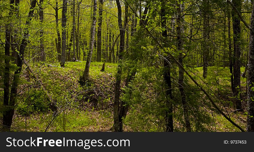 Deep in the spring time forest of the North woods of Minnesota