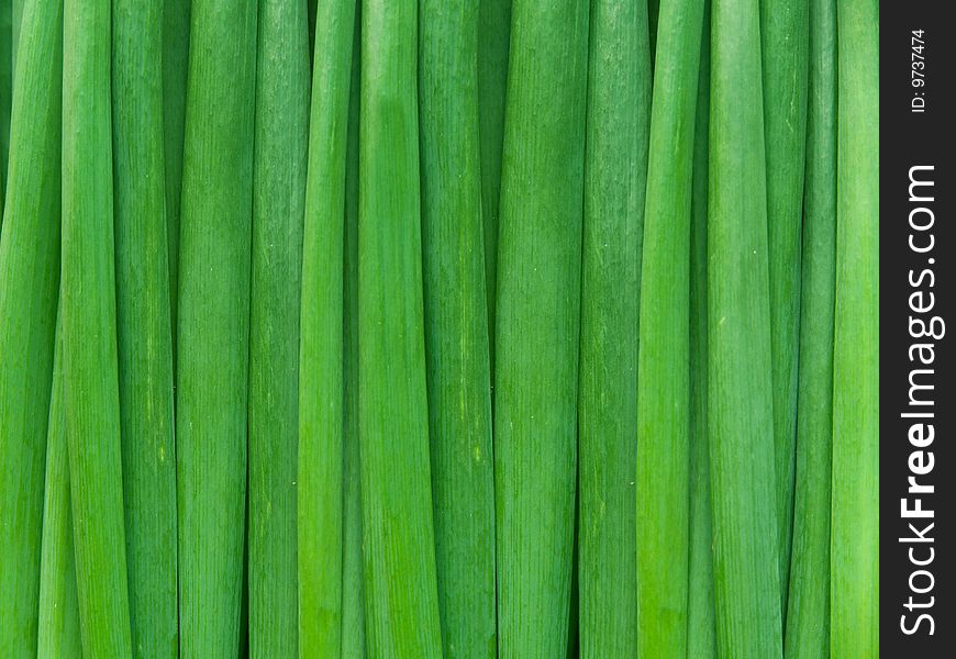 Stalks of onions green