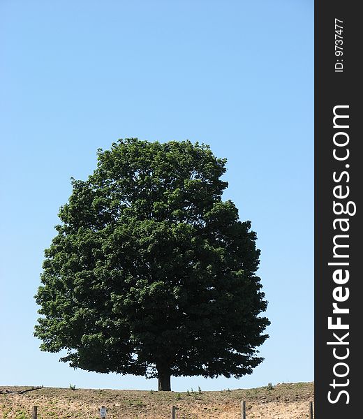 A tree sitting on a hill, in a meadow, with a clear, blue sky. A tree sitting on a hill, in a meadow, with a clear, blue sky
