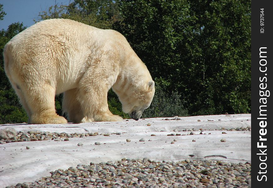 A Polar Bear walking around at a zoo