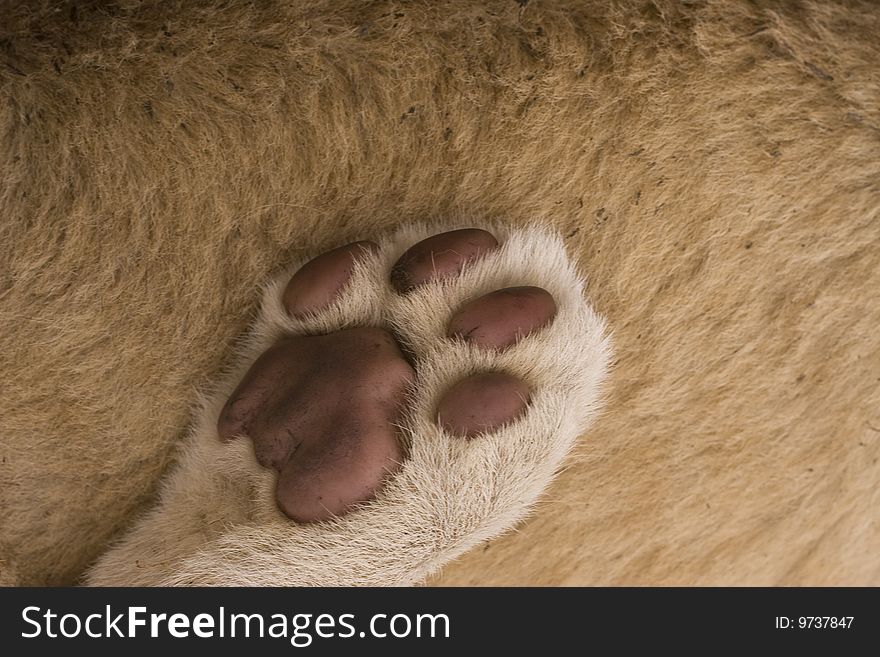 Paw of a lion cub resting on body of other cub. Paw of a lion cub resting on body of other cub