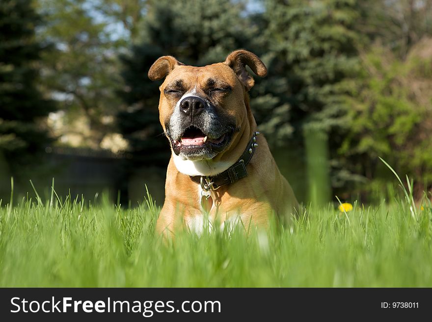 Dog Praying in the Grass with eyes closed