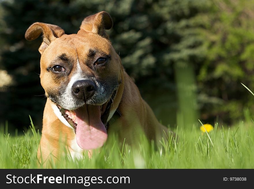 Funny Dog in the Grass with a goofy smile