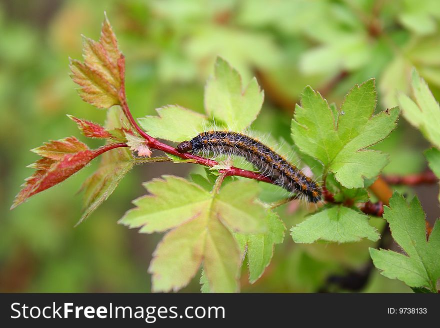 Caterpillar on a branch