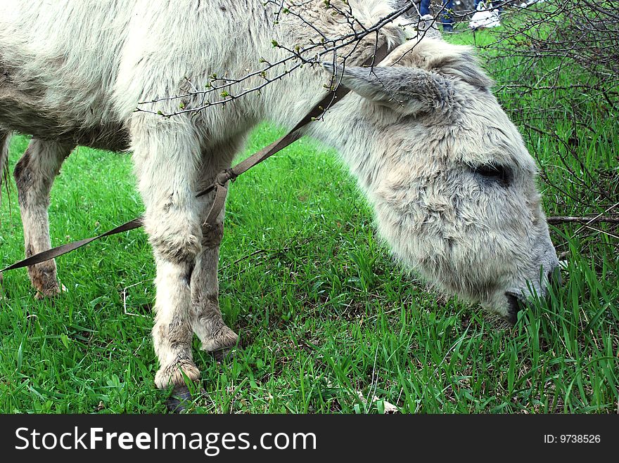 The white donkey eats a grass