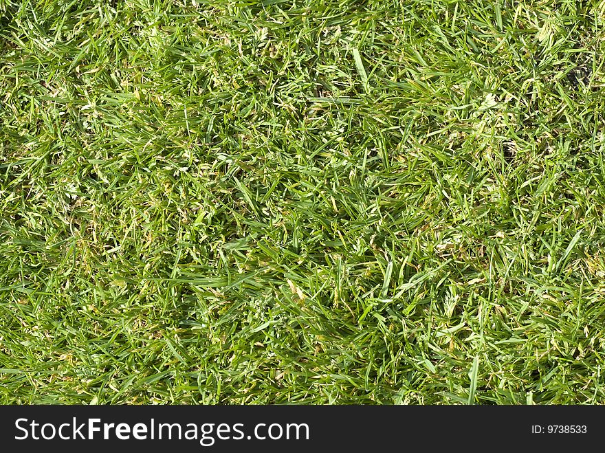 Close-up view of grass growing on lawn. Close-up view of grass growing on lawn