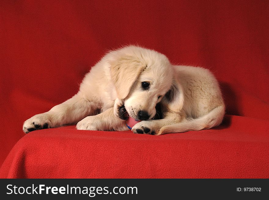 Golden retriever puppy on studio