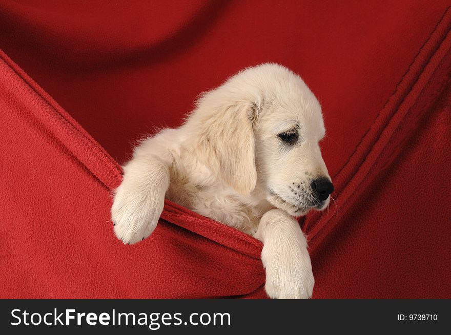 Golden retriever puppy on studio