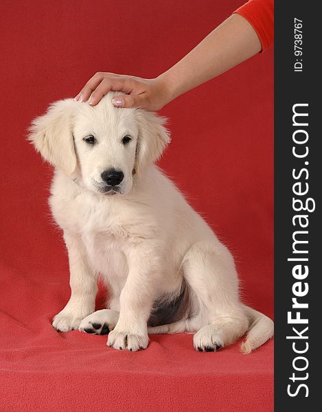 Golden retriever puppy on studio