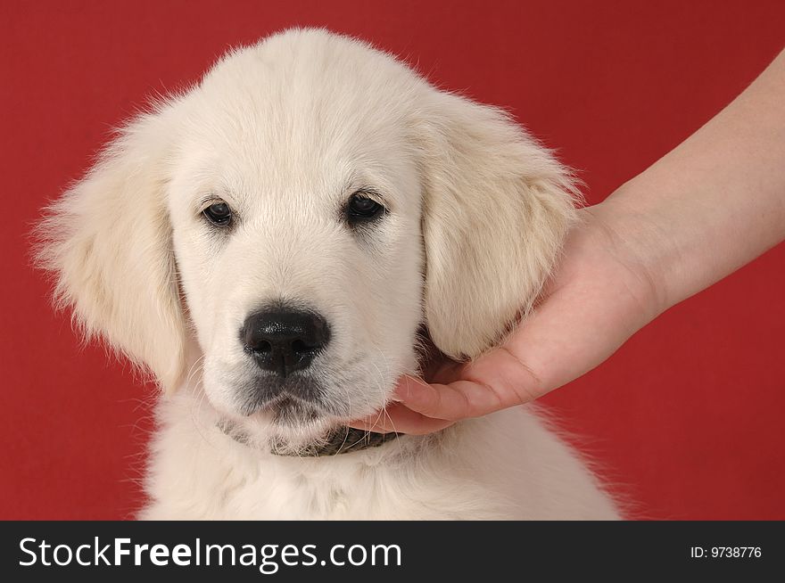 Golden retriever puppy on studio