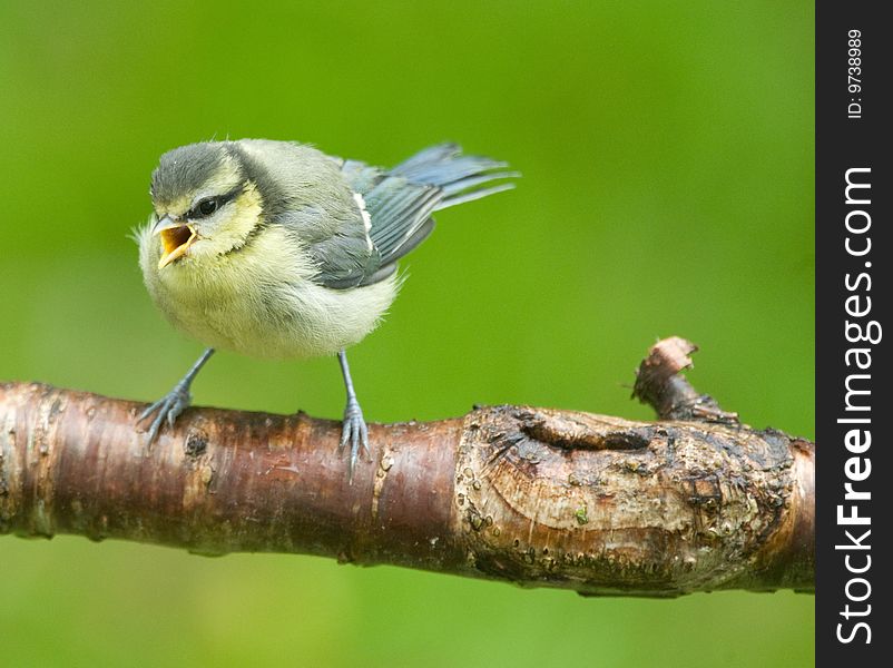 A fledgling Bluetit calling out for food. A fledgling Bluetit calling out for food.