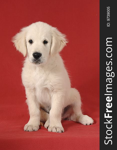 Golden retriever puppy on studio