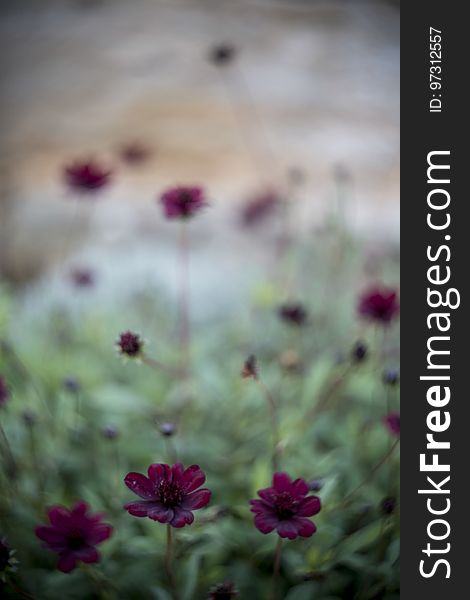 Colourful Swirley Bokeh Flowers