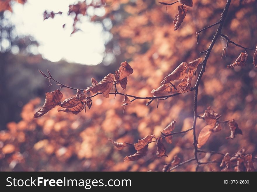 Colourful Swirley Bokeh Leaves